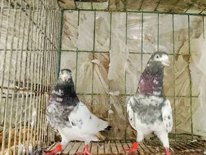 Teddy Pigeons