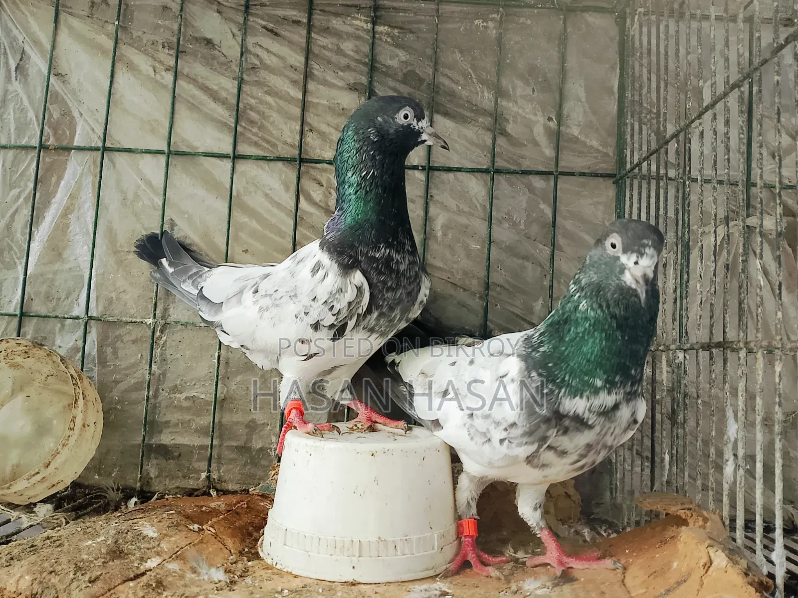 Teddy Pigeons
