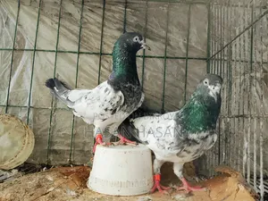 Teddy Pigeons
