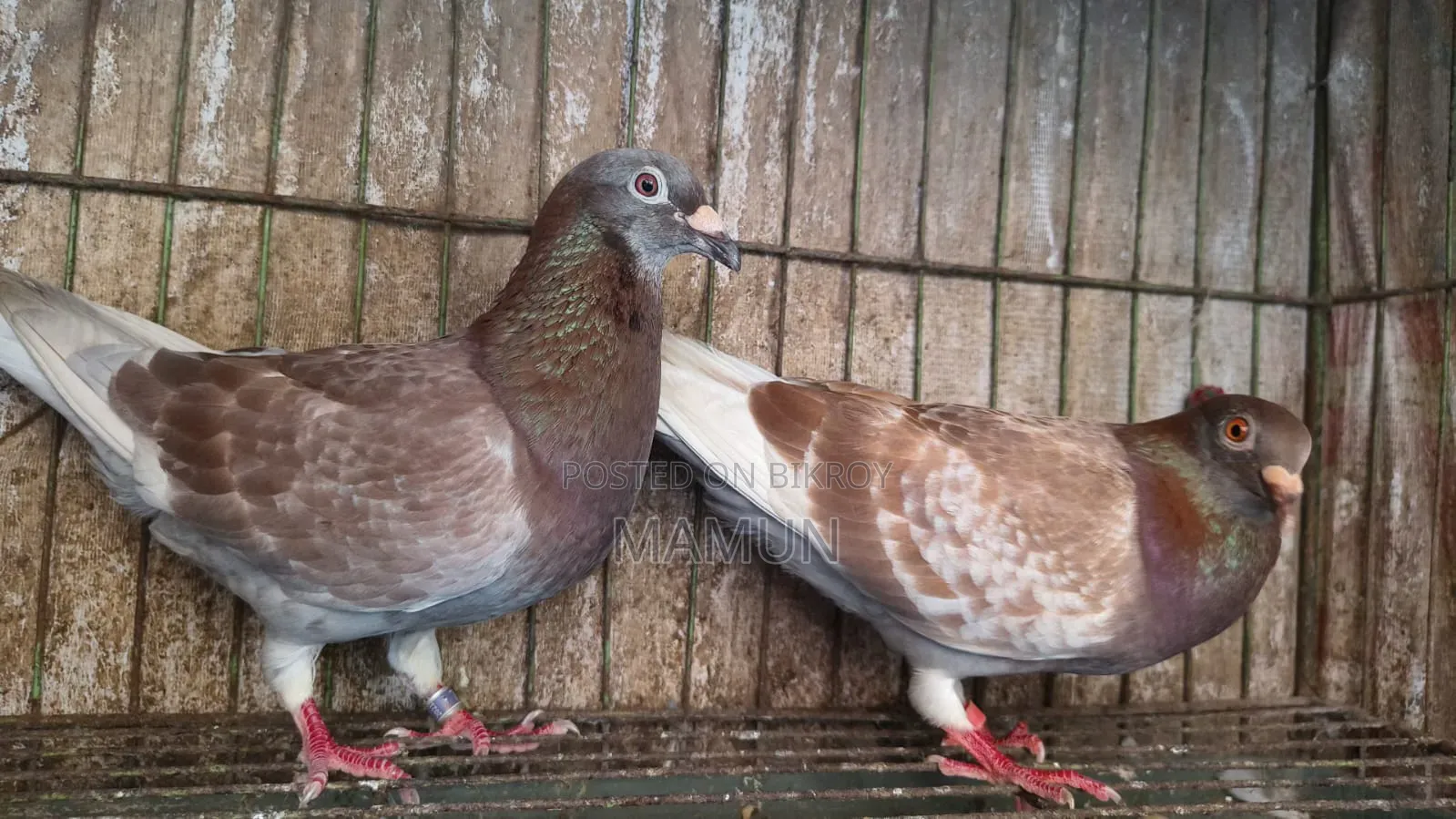 Redcarer Master Pair Pigeons