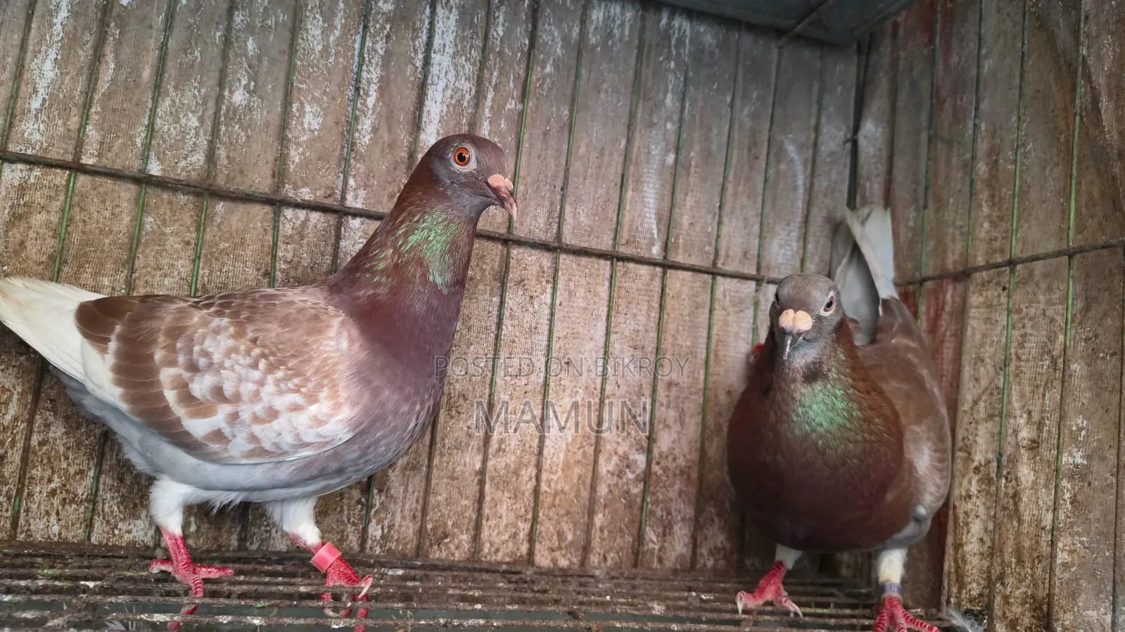 Redcarer Master Pair Pigeons