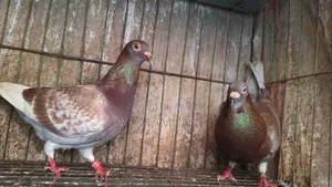 Redcarer Master Pair Pigeons