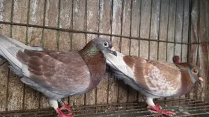 Redcarer Master Pair Pigeons