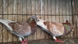 Redcarer Master Pair Pigeons