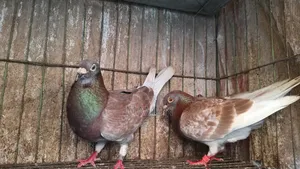 Redcarer Master Pair Pigeons
