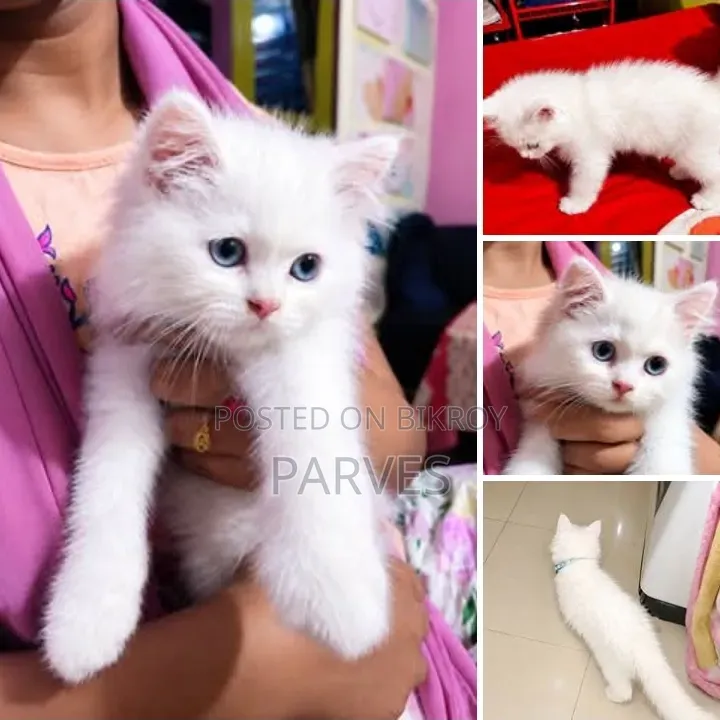 3-6 Months Male Purebred Persian Cat