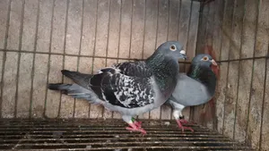 রেসার মাস্টার জোড়া পায়রা