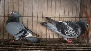 রেসার মাস্টার জোড়া পায়রা