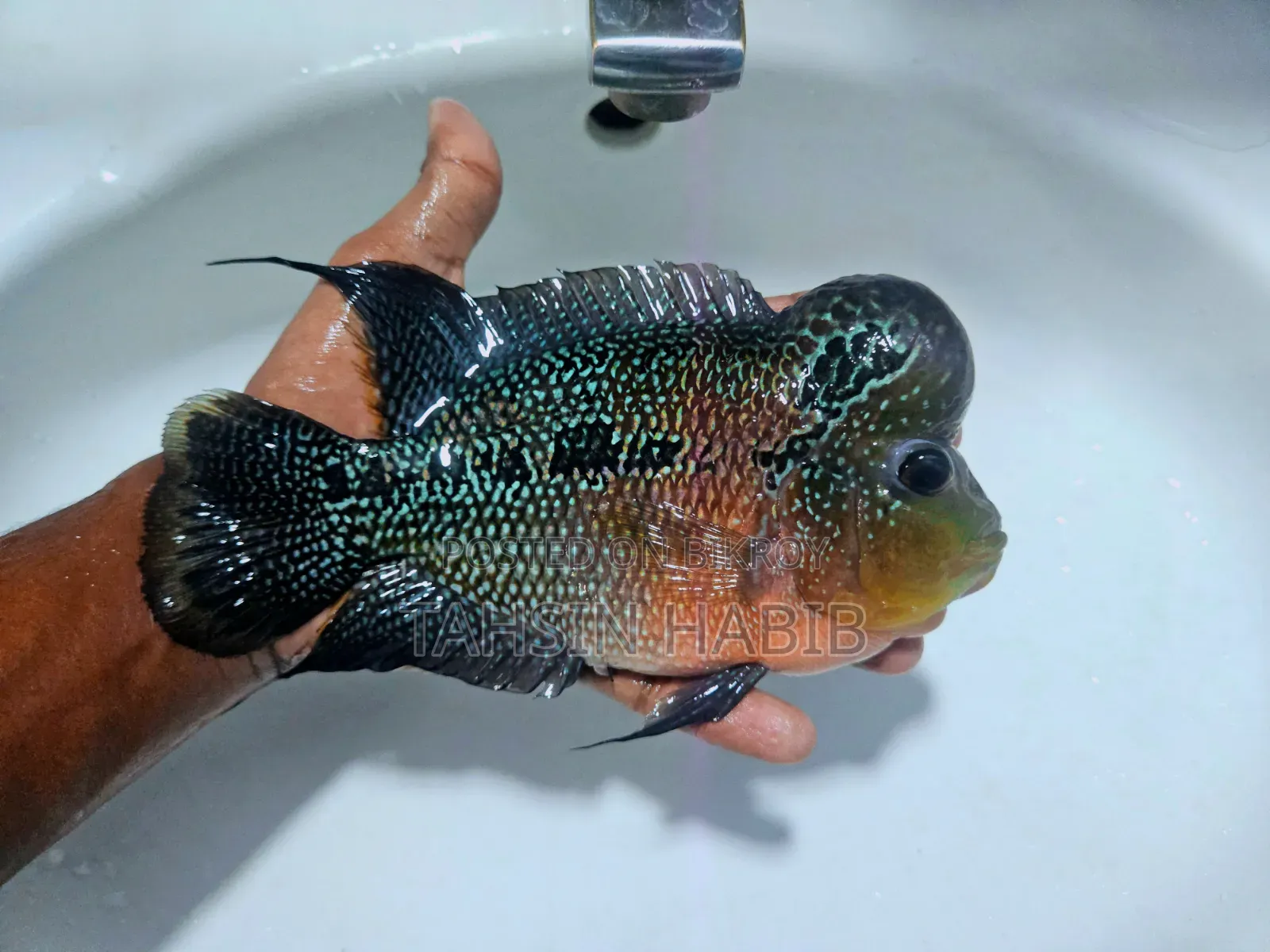 ফ্লাওয়ারহর্ন মাছ