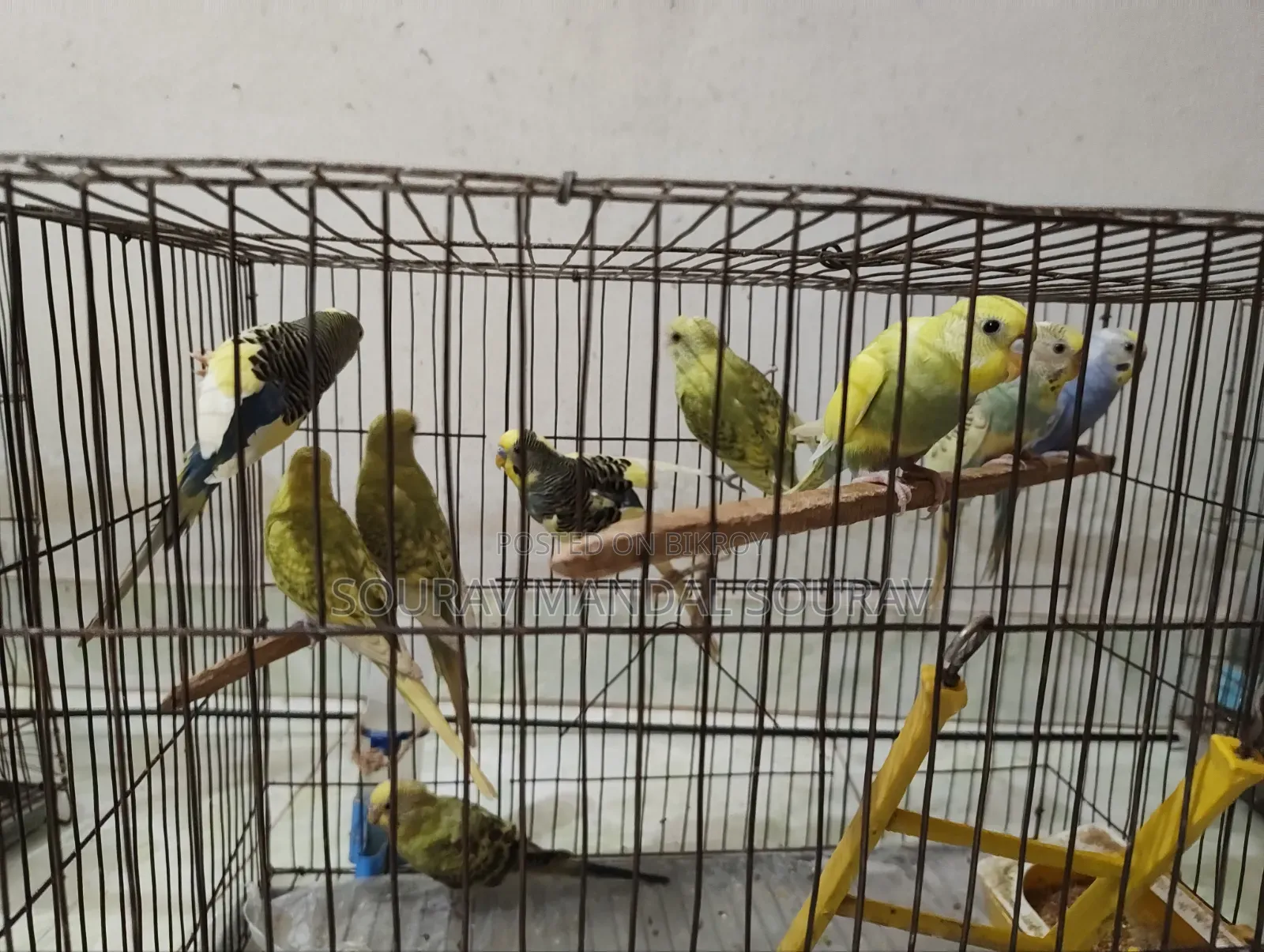 প্রাপ্তবয়স্ক বাজরিগার পাখি বিক্রয়ের জন্য
