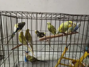 প্রাপ্তবয়স্ক বাজরিগার পাখি বিক্রয়ের জন্য