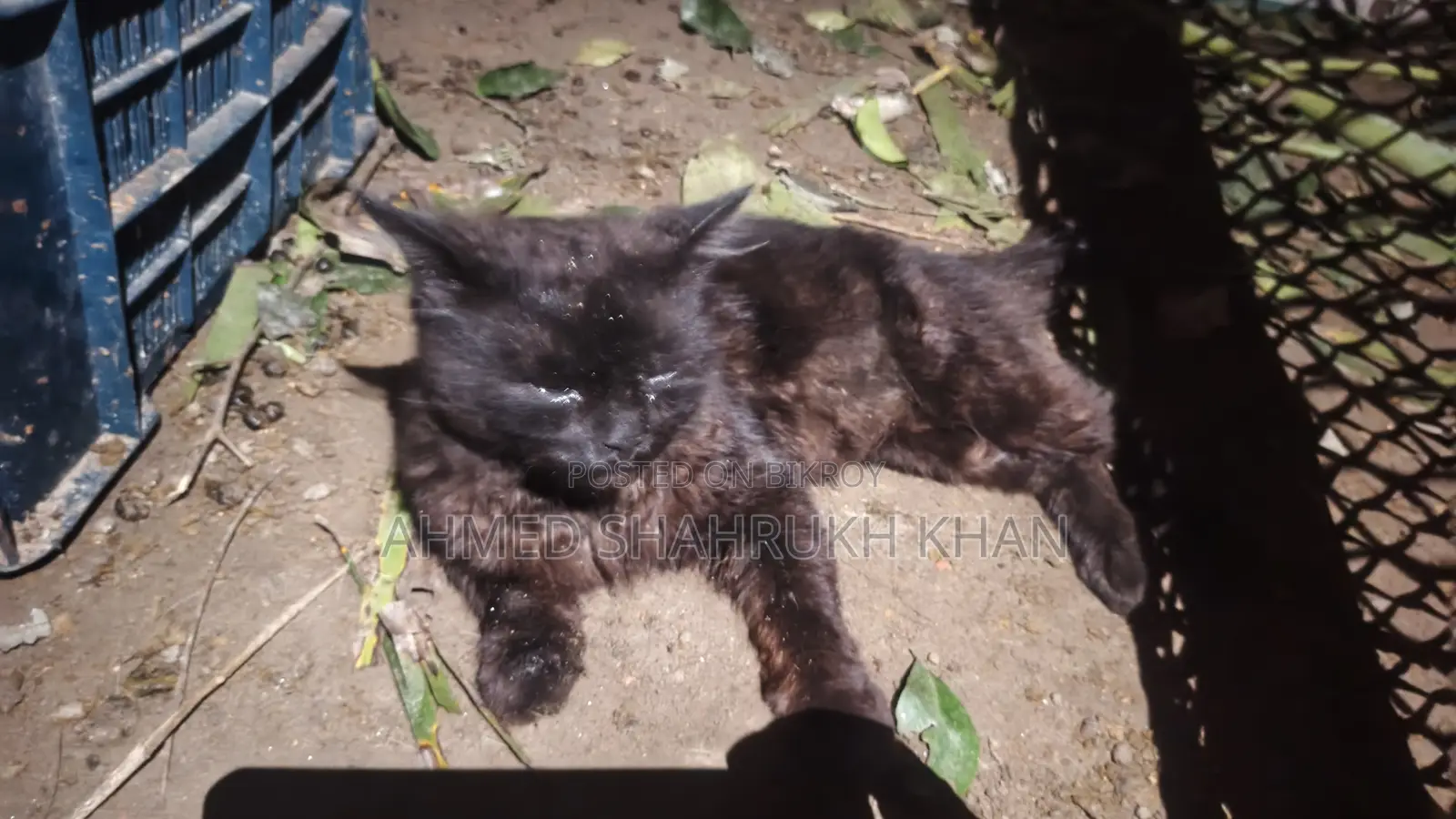১+ বছরের পুরুষ মিশ্র জাতের পার্সিয়ান