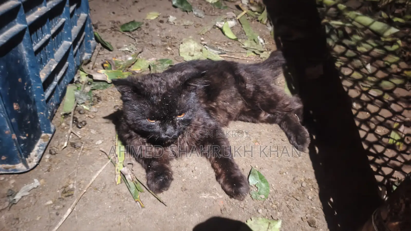 ১+ বছরের পুরুষ মিশ্র জাতের পার্সিয়ান