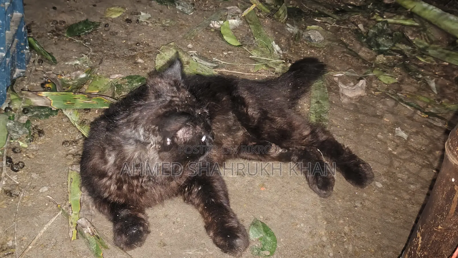 ১+ বছরের পুরুষ মিশ্র জাতের পার্সিয়ান