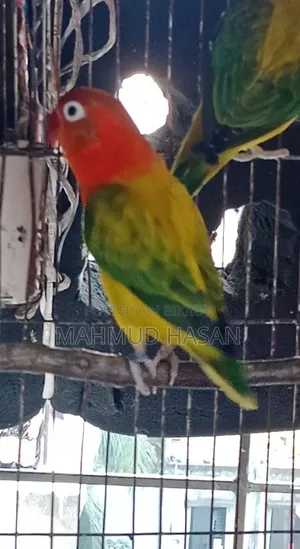 Love Bird Female