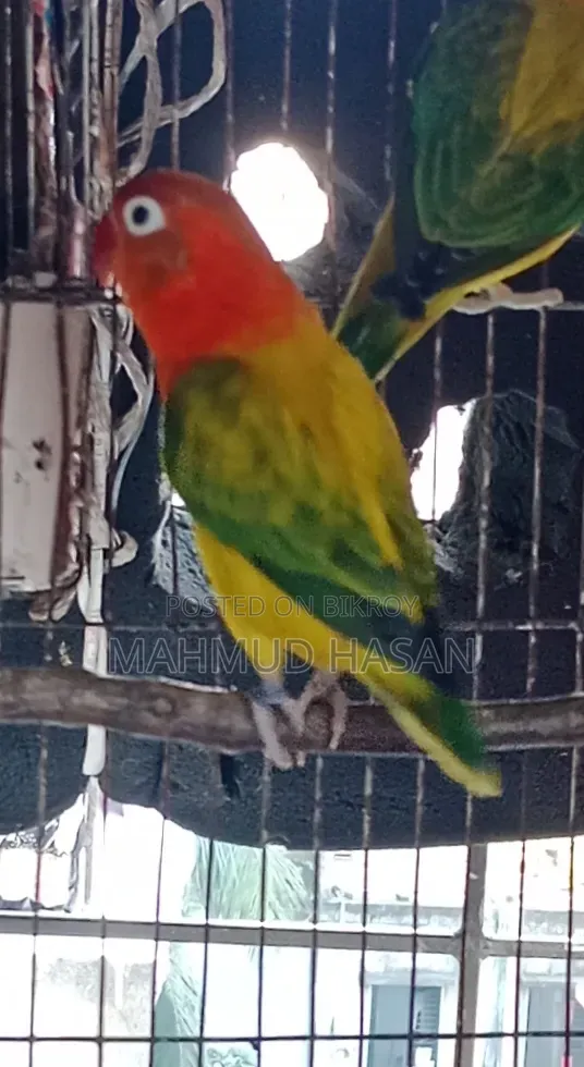Love Bird Female