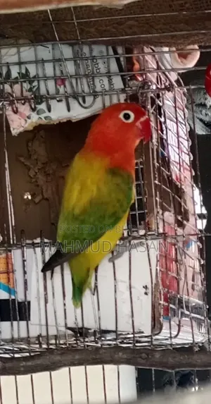 Love Bird Female
