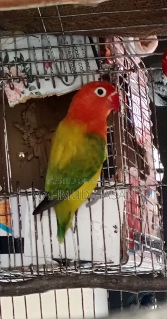 Love Bird Female