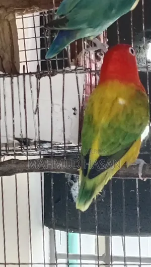Love Bird Female