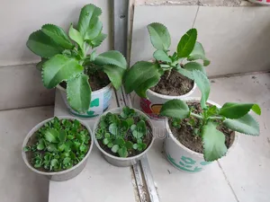 Mother of Thousands (হাজারের মা)