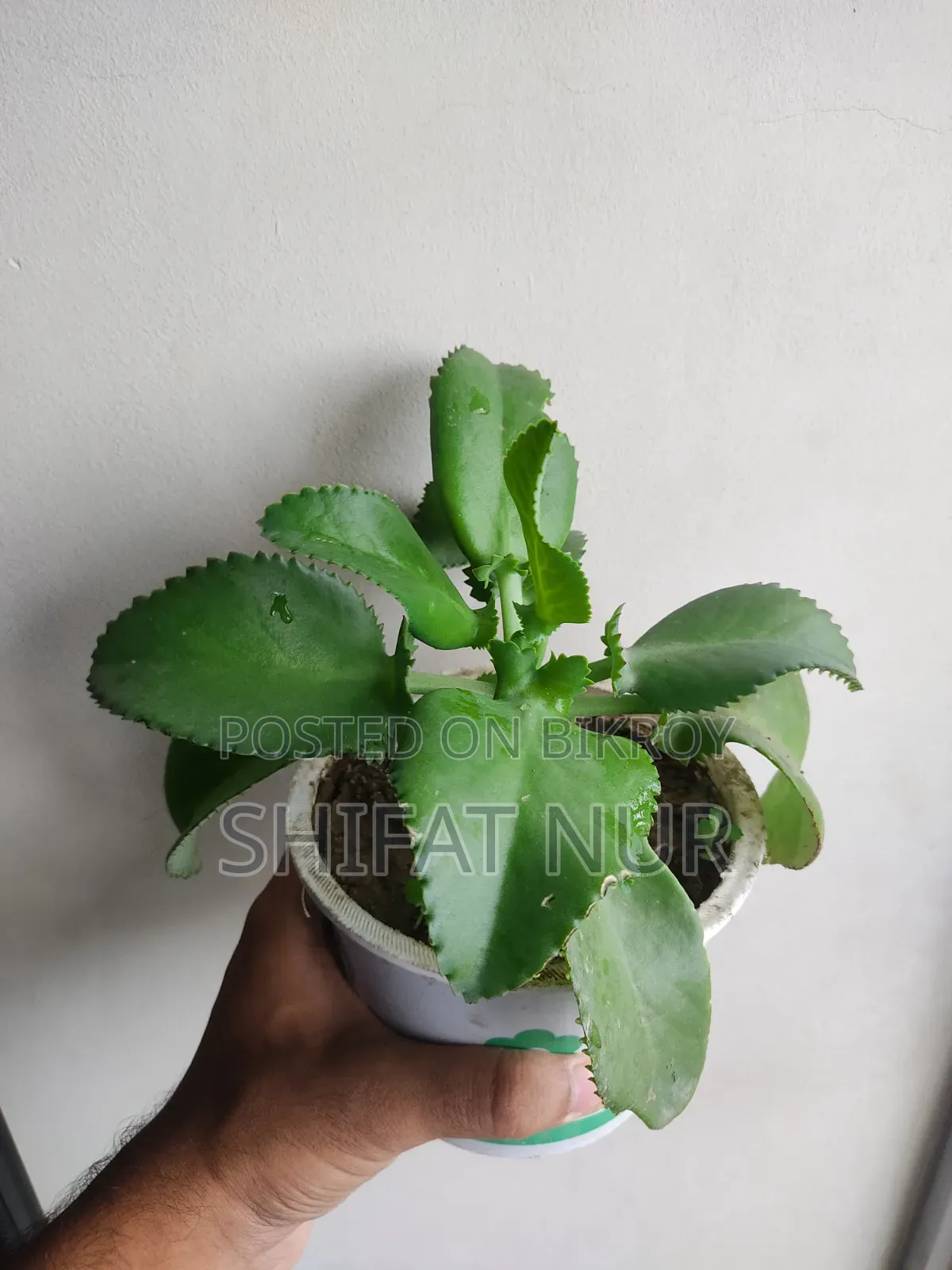 Mother of Thousands (হাজারের মা)