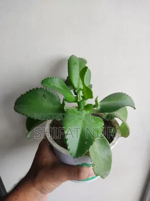 Mother of Thousands (হাজারের মা)