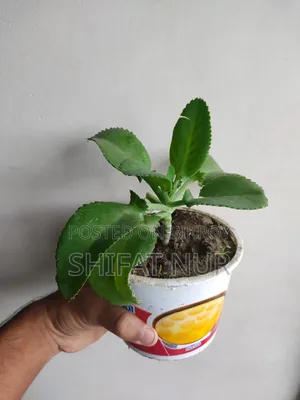 Mother of Thousands (হাজারের মা)