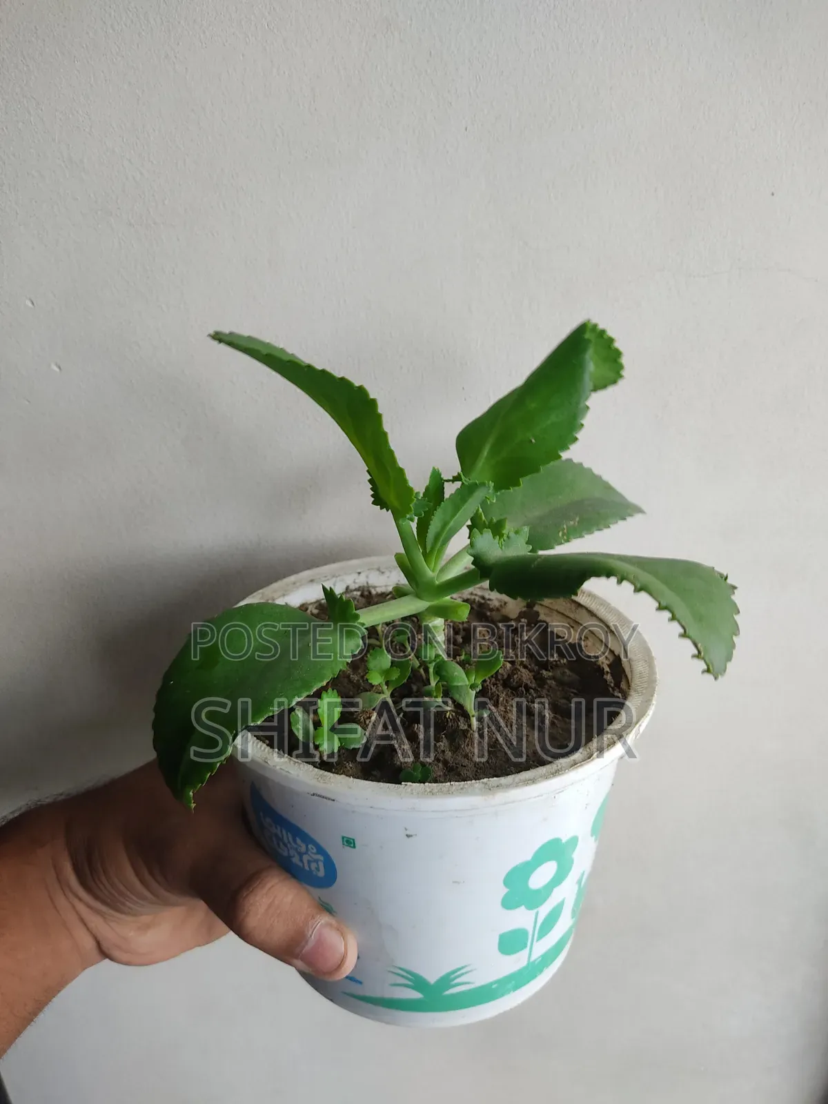Mother of Thousands (হাজারের মা)