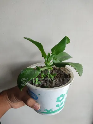 Mother of Thousands (হাজারের মা)