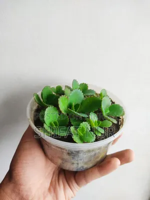 Mother of Thousands (হাজারের মা)