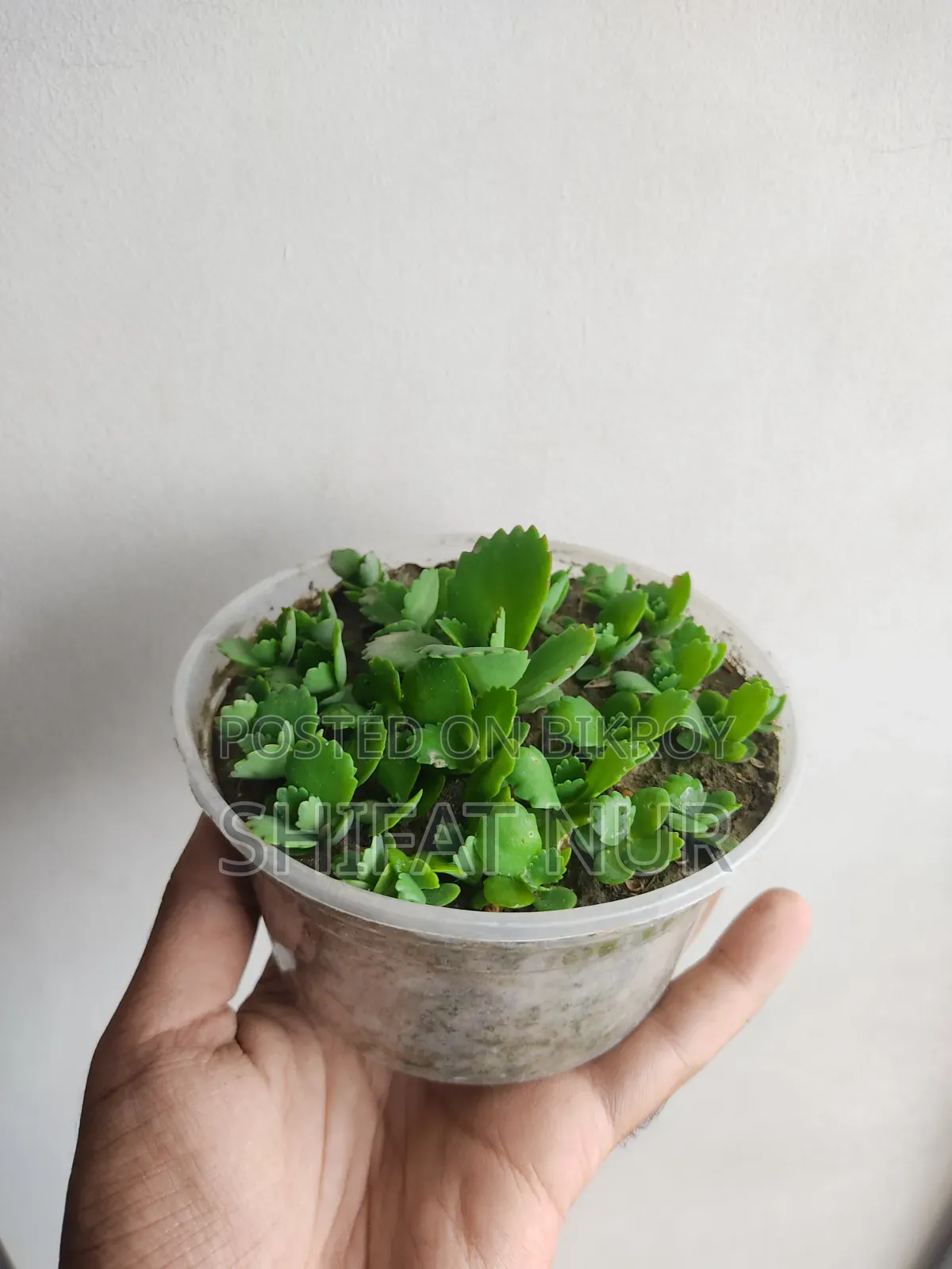 Mother of Thousands (হাজারের মা)