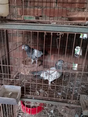 4 Pairs Pigeons