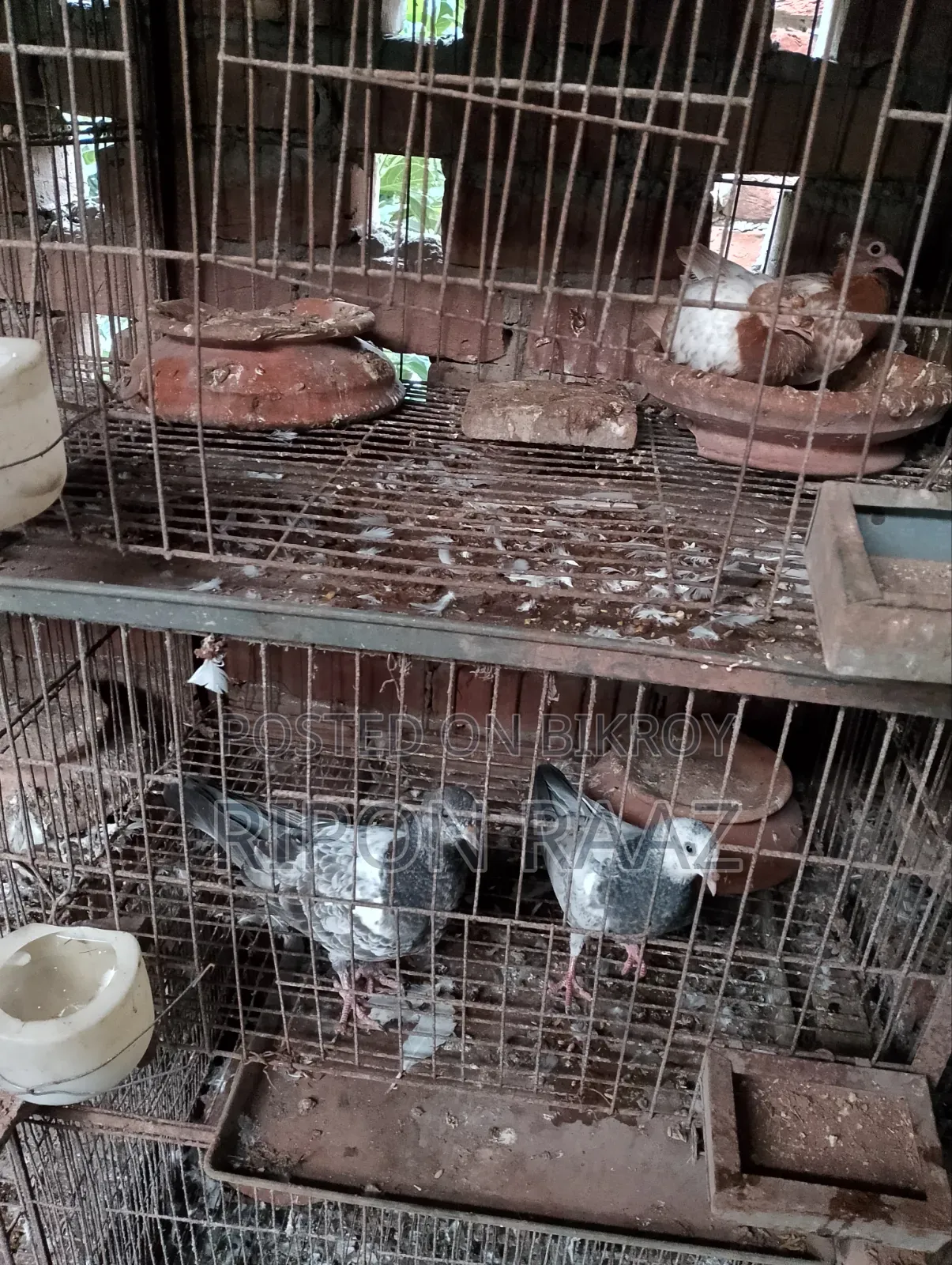 4 Pairs Pigeons