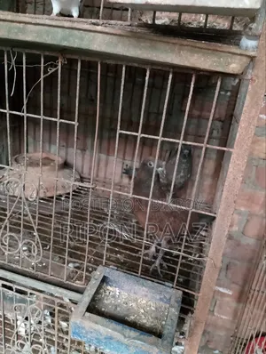 4 Pairs Pigeons
