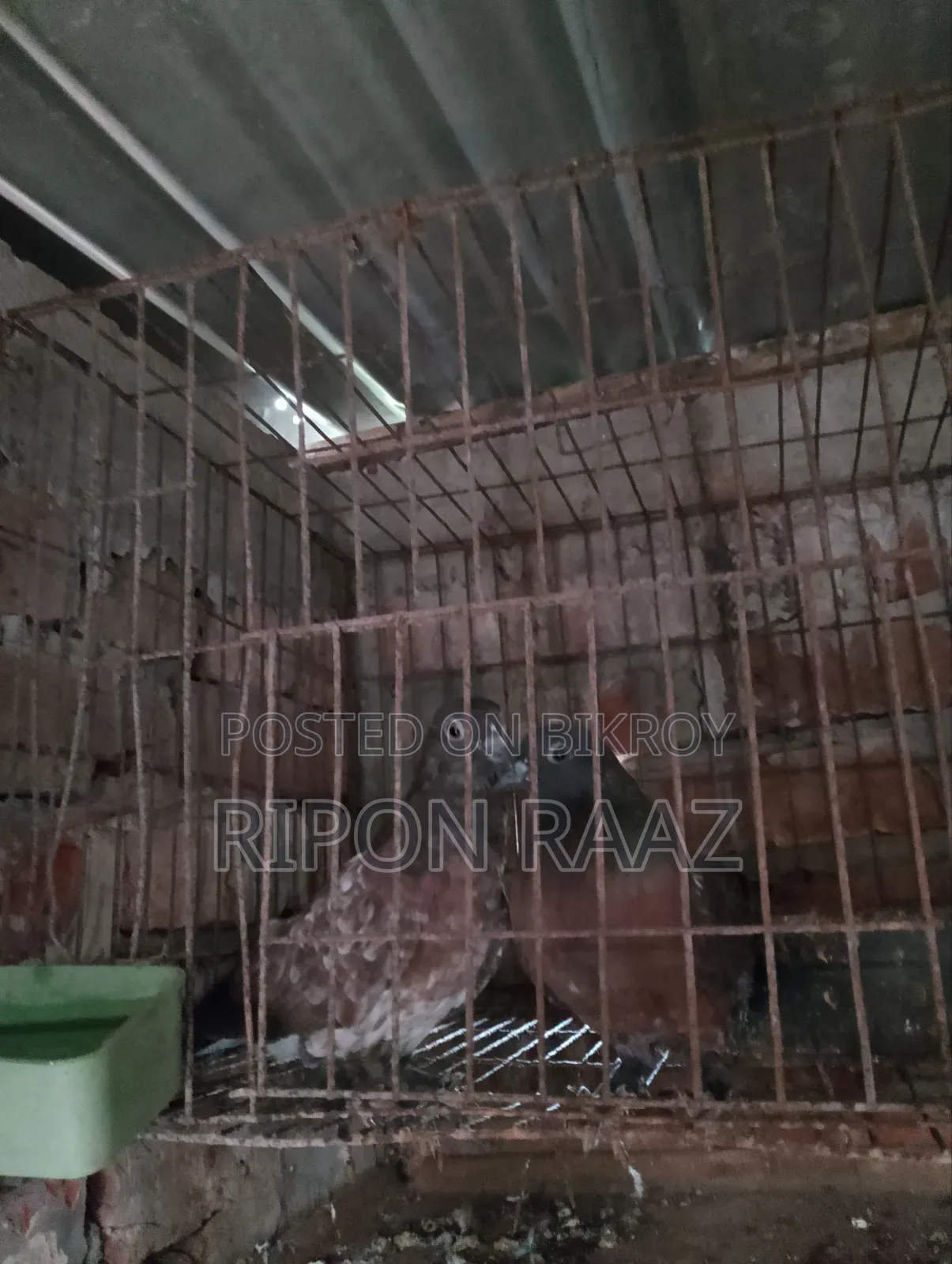 4 Pairs Pigeons