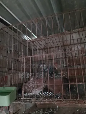 4 Pairs Pigeons