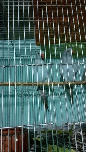 বিক্রি হবে