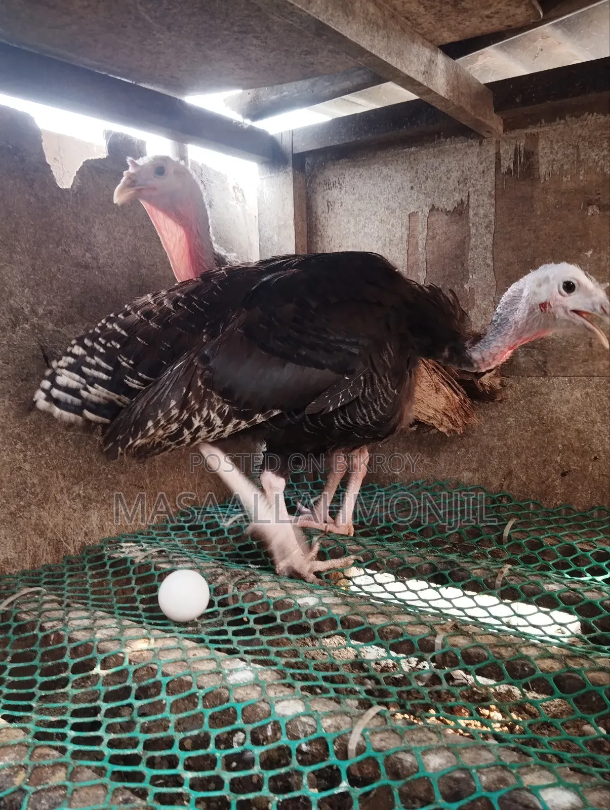 2 Laying Turkey Hens
