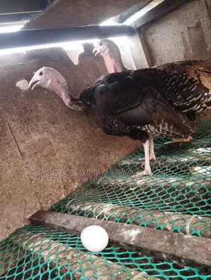 2 Laying Turkey Hens