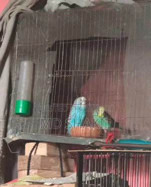 বাজরেগার পাখি