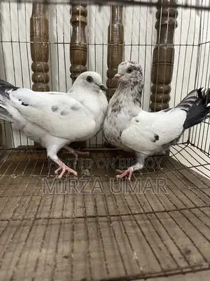 ২ জোড়া গিরিবাজ কবুতর বিক্রি হবে