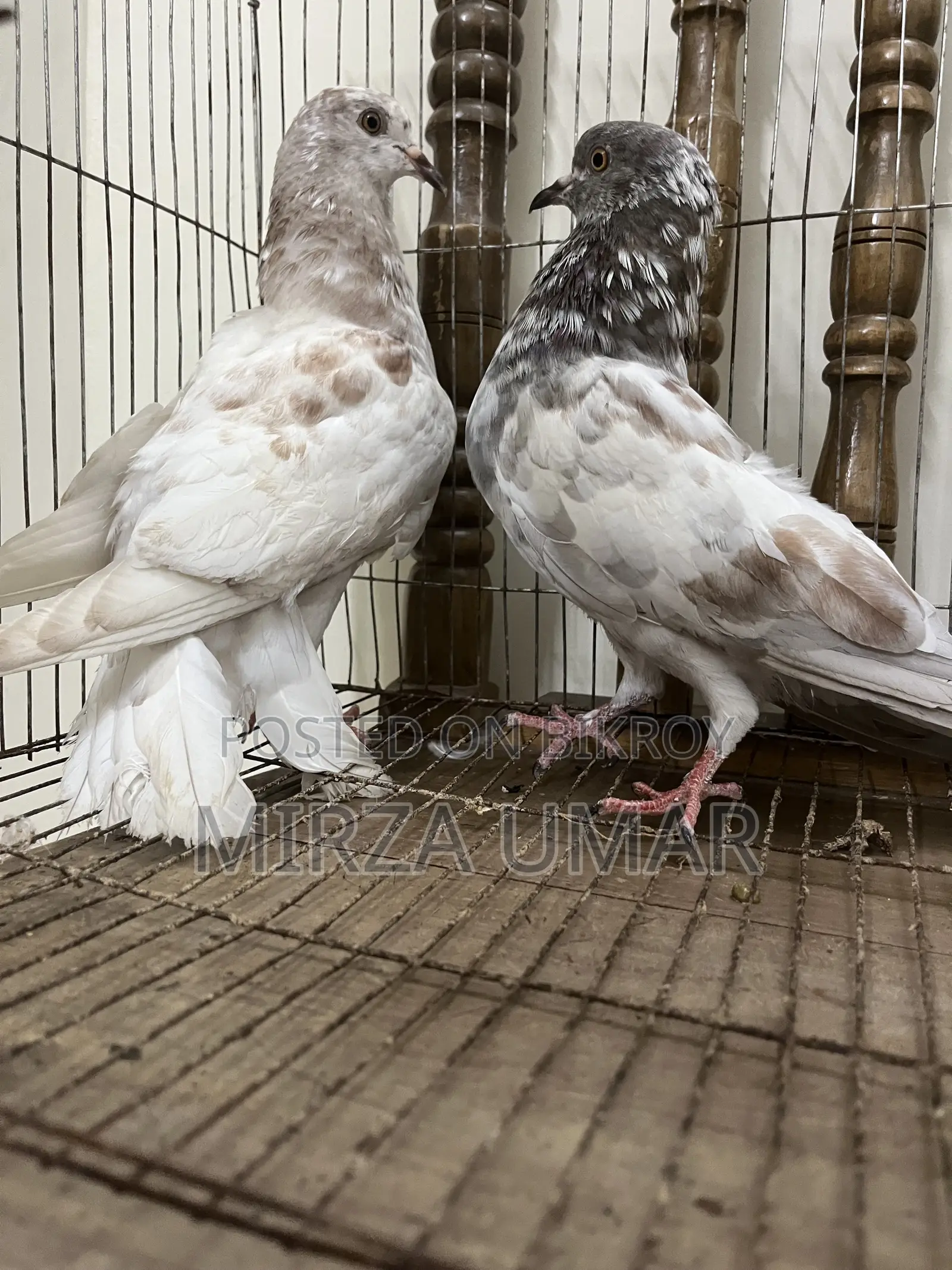 ২ জোড়া গিরিবাজ কবুতর বিক্রি হবে