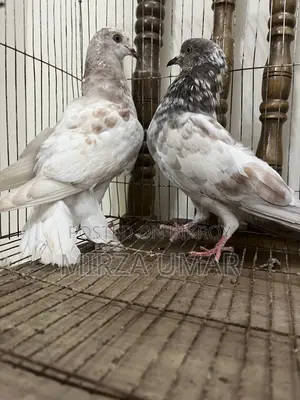 ২ জোড়া গিরিবাজ কবুতর বিক্রি হবে