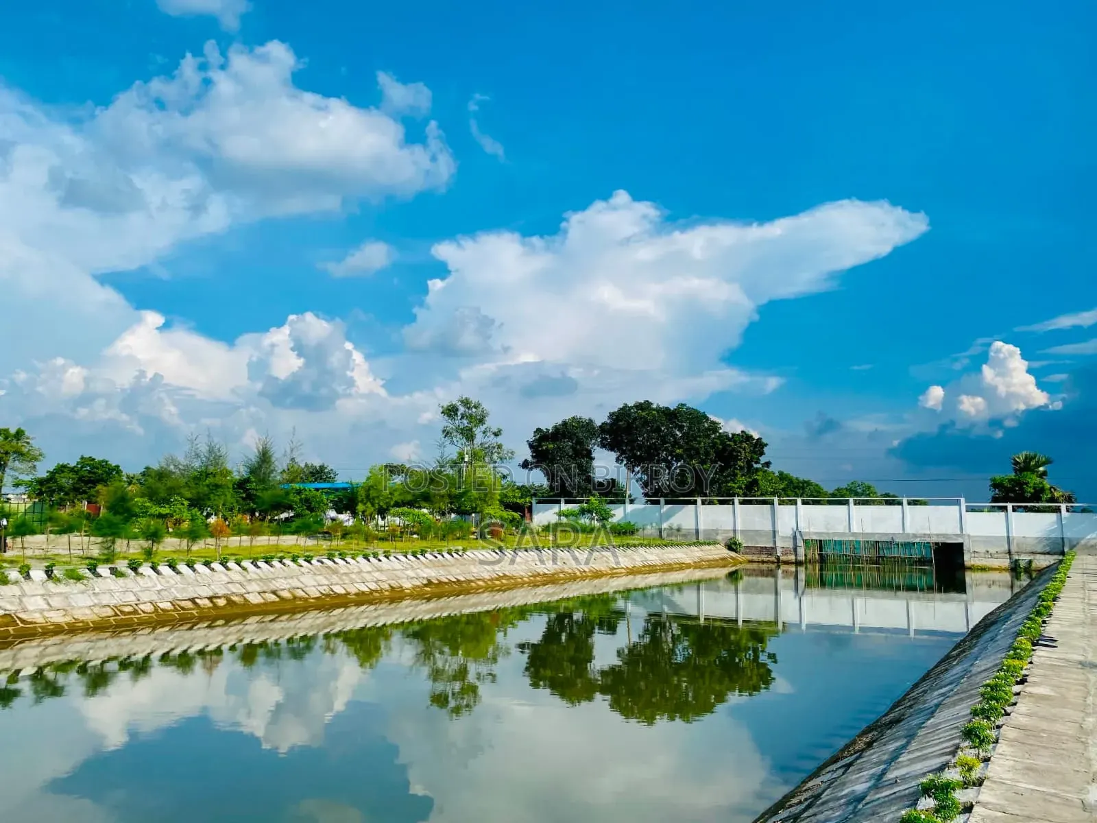 পাইন সিটি