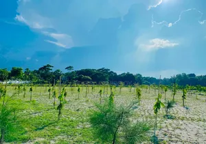 পাইন সিটি