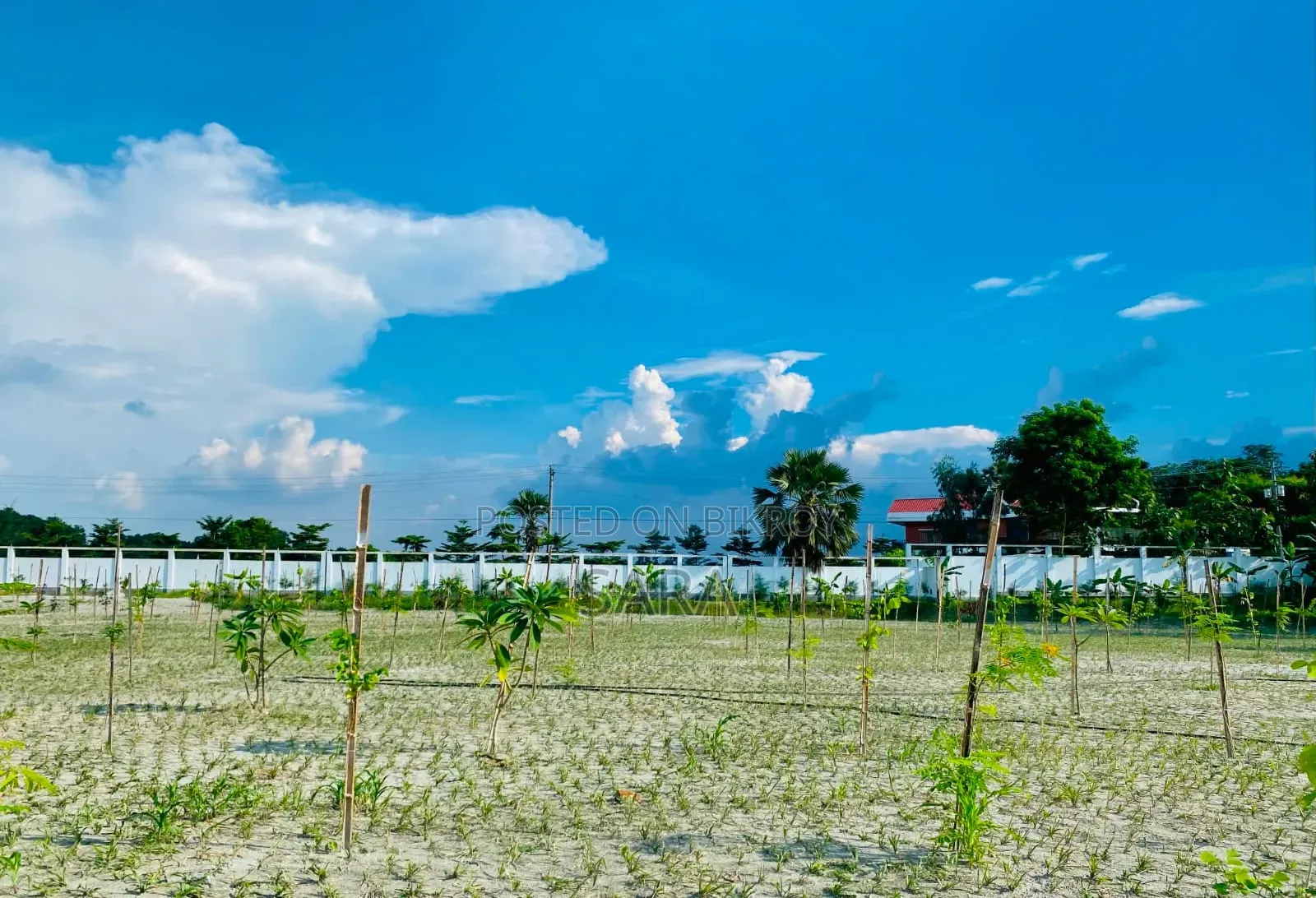 পাইন সিটি