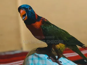 ফুল টেম রেড কালার লরি খুব সুন্দর কথা বলা