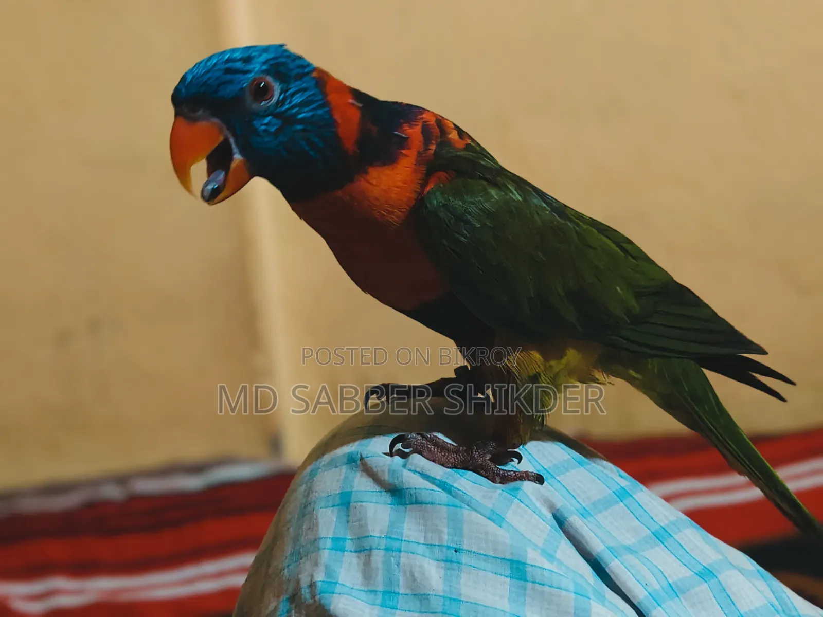 Full Tame Red Colour Lorry Very Beautiful Talks a Lot