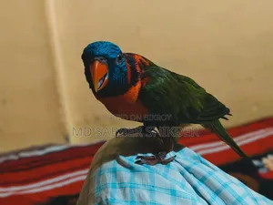 Full Tame Red Colour Lorry Very Beautiful Talks a Lot