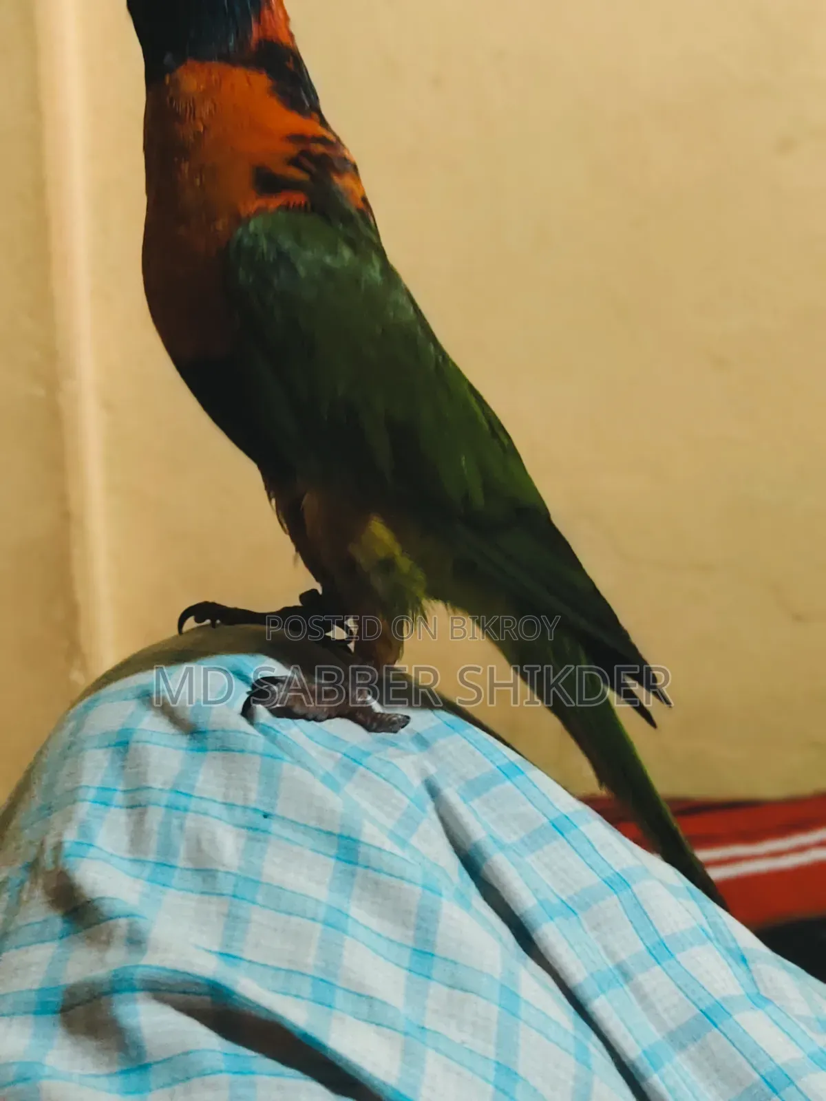 Full Tame Red Colour Lorry Very Beautiful Talks a Lot
